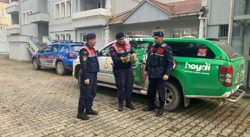Giresun'da yaralı balıkçıl kuşu koruma altına