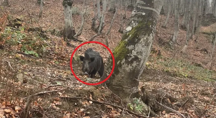 Domuz avında korku dolu anlar