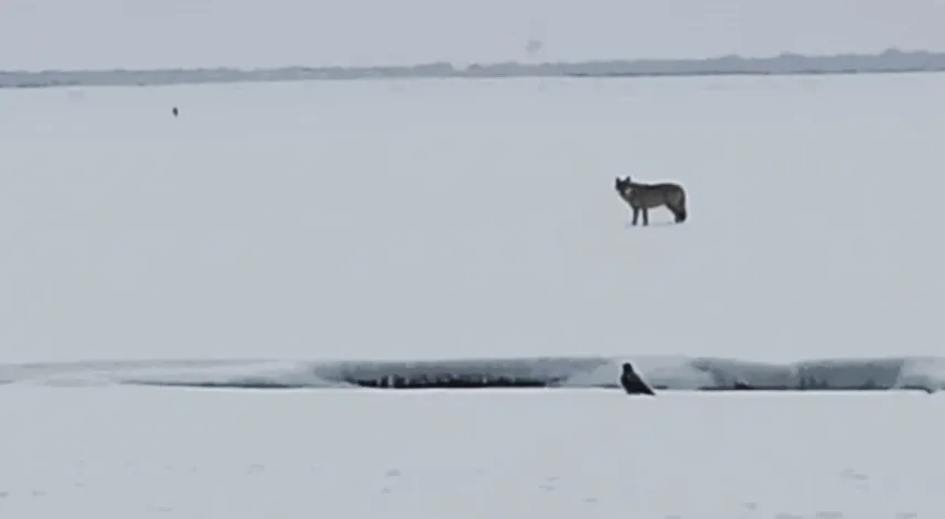 Arazide leşle beslenen kurt görüntülendi
