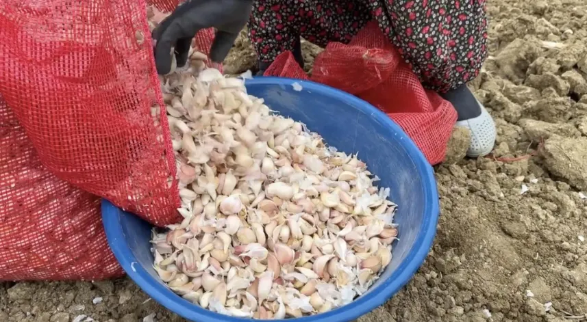 Taşköprü sarımsağı toprakla buluştu