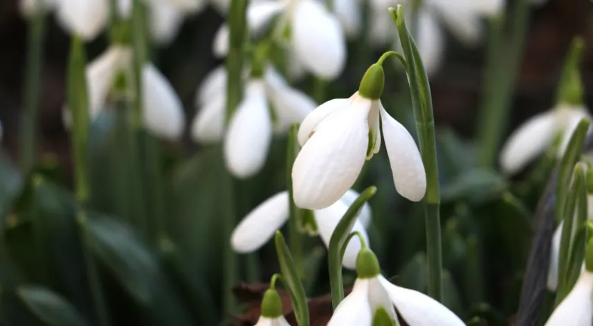  Sıcak havaya aldanan kardelenler çiçek açtı