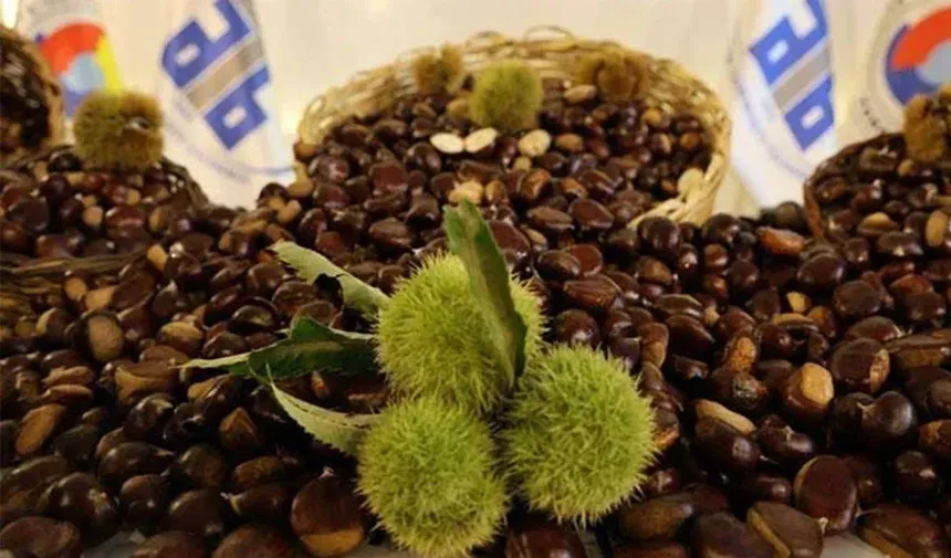 Türkiye'de kestane üretimi bir önceki yıla göre yüzde 4.4 arttı