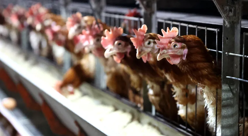 Tavuk eti ve yumurtadaki nanoplastiklerin insan sağlığına etkisi araştırılıyor