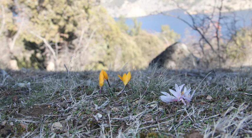 Çorum'da baharın müjdecisi çiğdemler erken açtı