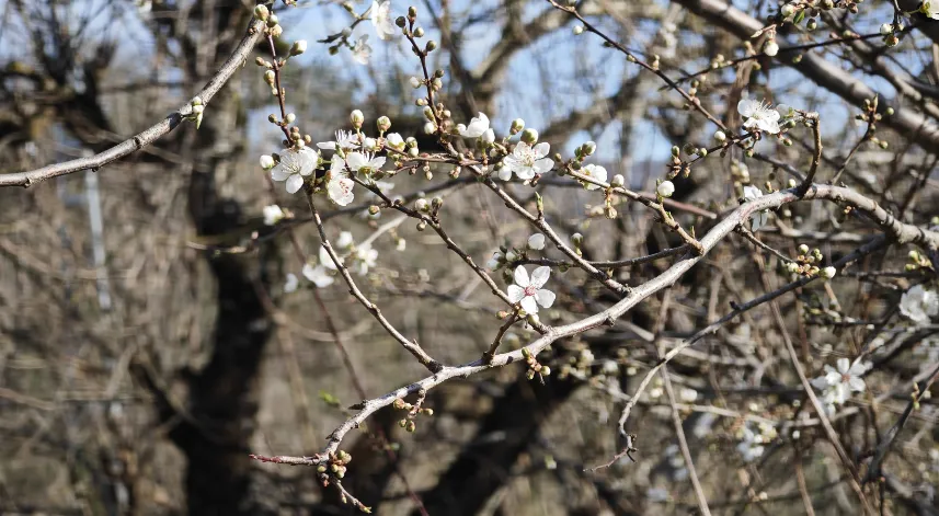 Samsun'da erik ağaçları şubat ayında çiçek açtı