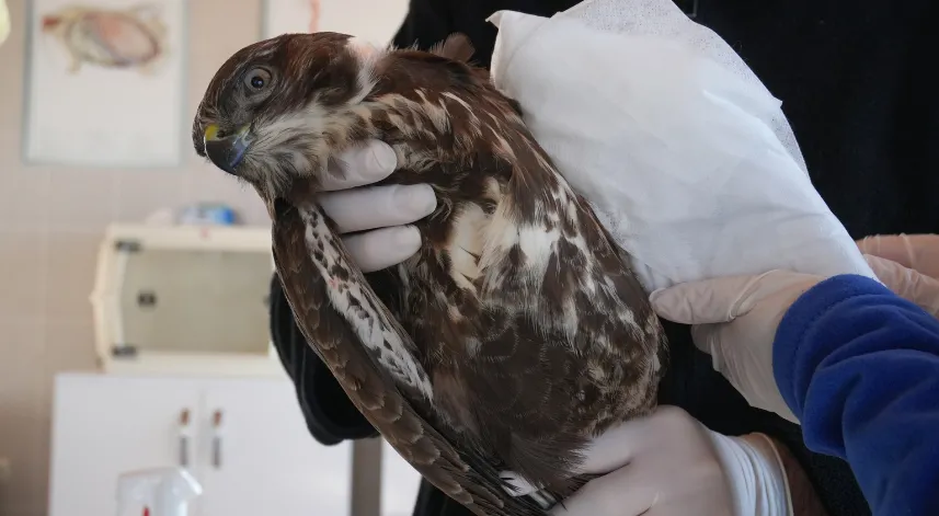 Tedavisi tamamlanan 120 yabani hayvan doğaya bırakıldı