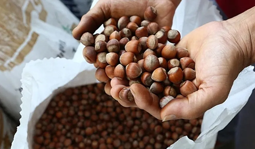 Giresun'da fındık 130-135 lira arasında işlem görüyor