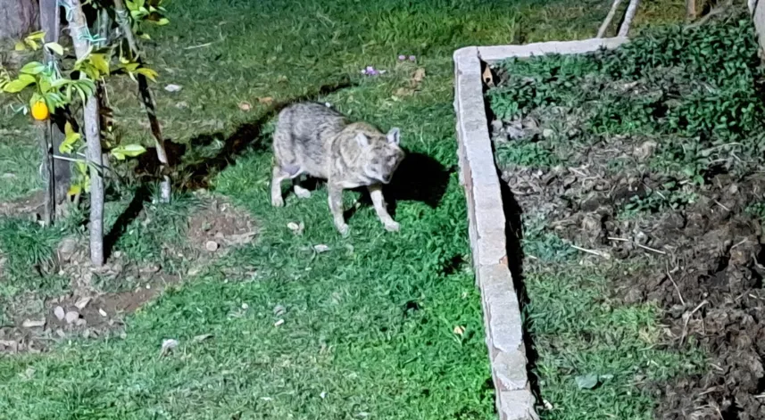 Her gün evinin önüne gelen çakalları besliyor