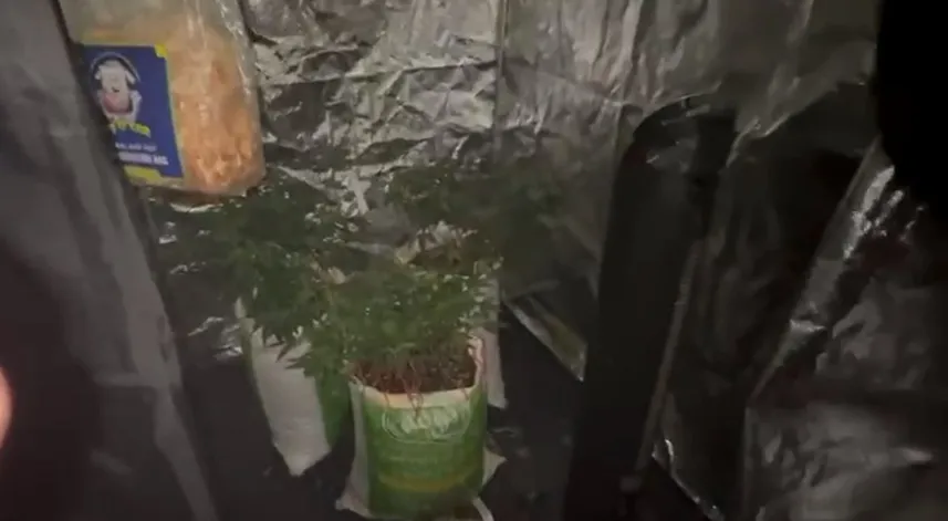 Elbise dolabında kenevir yetiştirdi