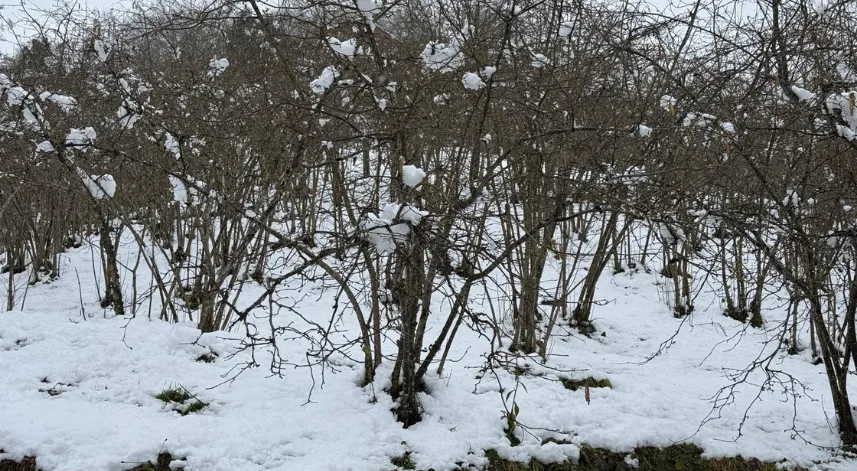 Giresun Ziraat Odası Başkanı Nurittin Karan, zirai don riskine karşı uyardı