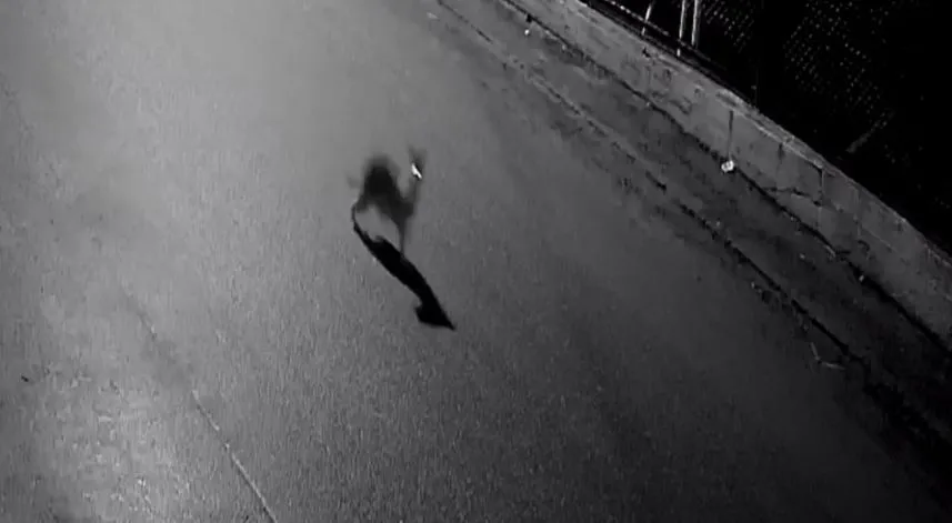 Aç kalan çakal, avladığı kediyle kameraya yakalandı