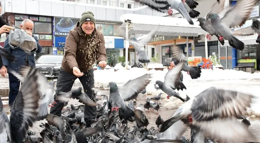Terme Belediyesi kar nedeniyle yiyecek bulamayan hayvanları besliyor
