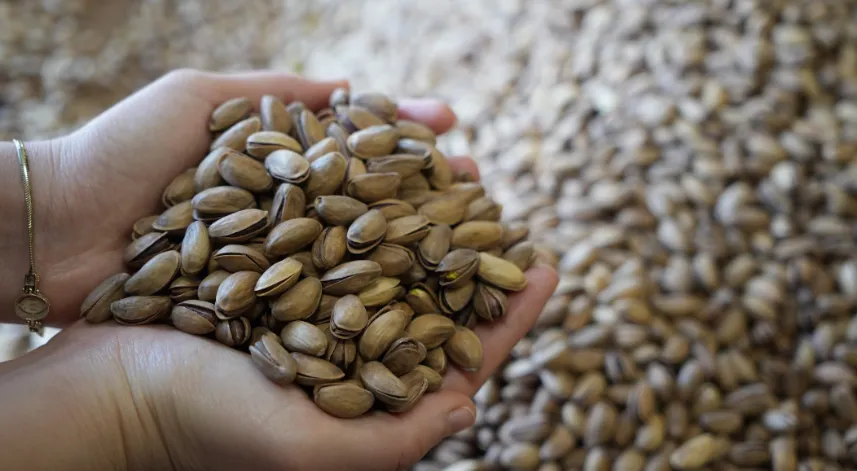 Yaş fıstık güldürdü, kuru fıstık üzdü