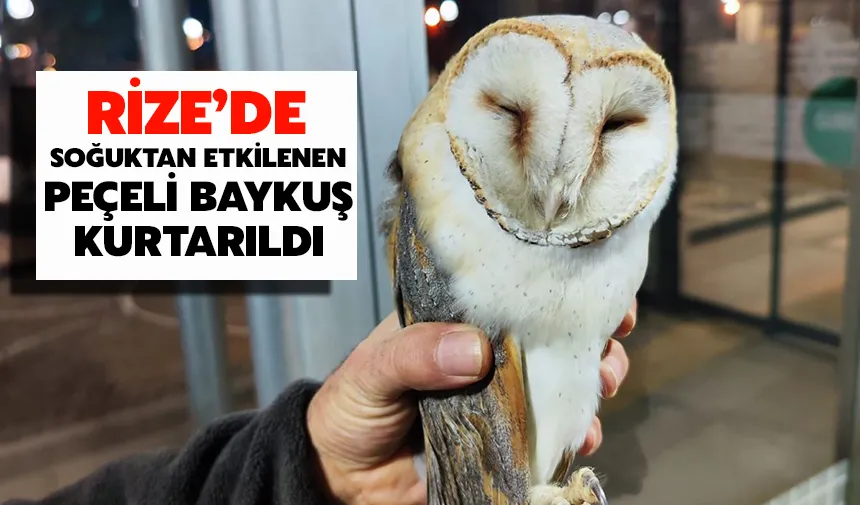 Rize’de Soğuktan Etkilenen Peçeli Baykuş Kurtarıldı