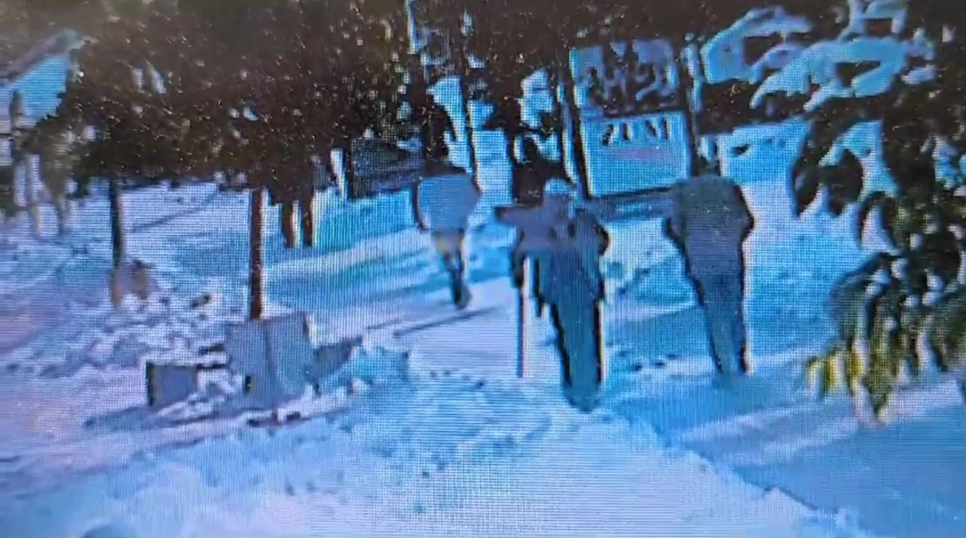 Polis ekipleri sokak hayvanları için seferber oldu