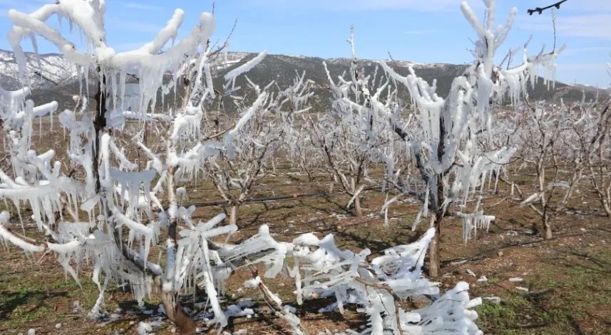 Amasya'da bir çiftçi soğuk havada meyve ağaçlarını buz tutturarak koruyor