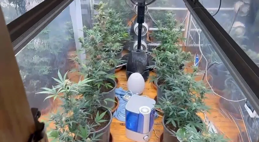 Uyuşturucu operasyonunda evde özel iklimlendirme sistemiyle kenevir yetiştirme odası ele geçirildi