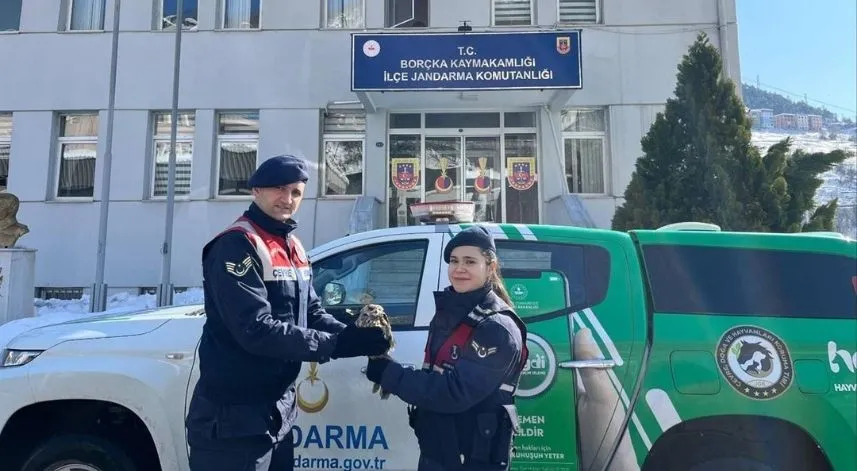 Artvin'de yaralı boynuzlu baykuş tedavi edilerek doğaya salındı