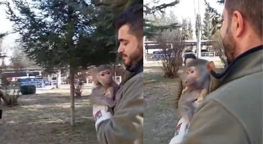 Bu da oldu: Bir vatandaş yolda yürürken maymun buldu