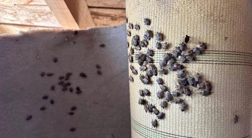 Yağan kara güvenme, kokarcaya aman verme