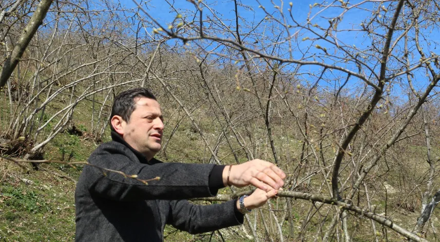 Kar yağışı fındık üreticisini sevindirdi