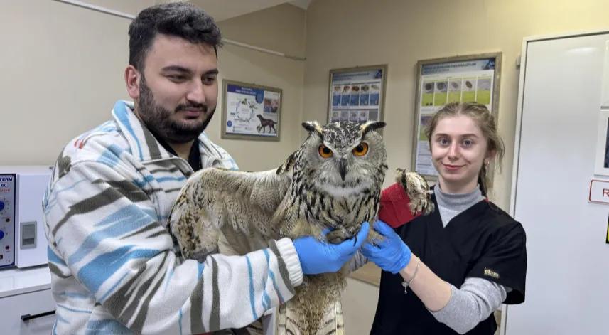 Artvin'de yaralı puhu tedaviye alındı