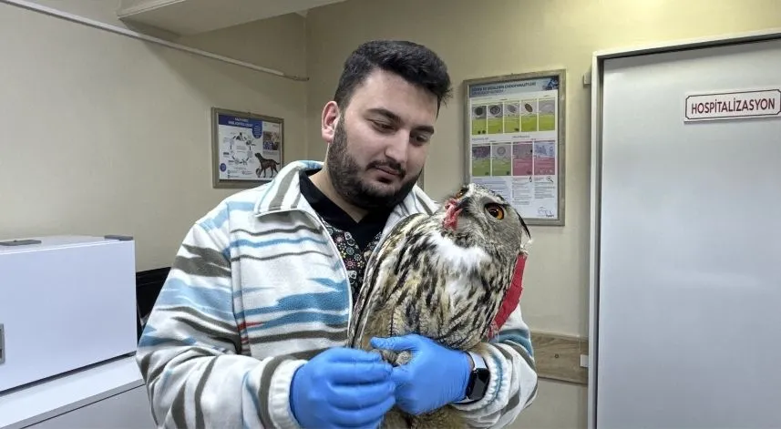 Artvin'de yaralı puhu tedaviye alındı