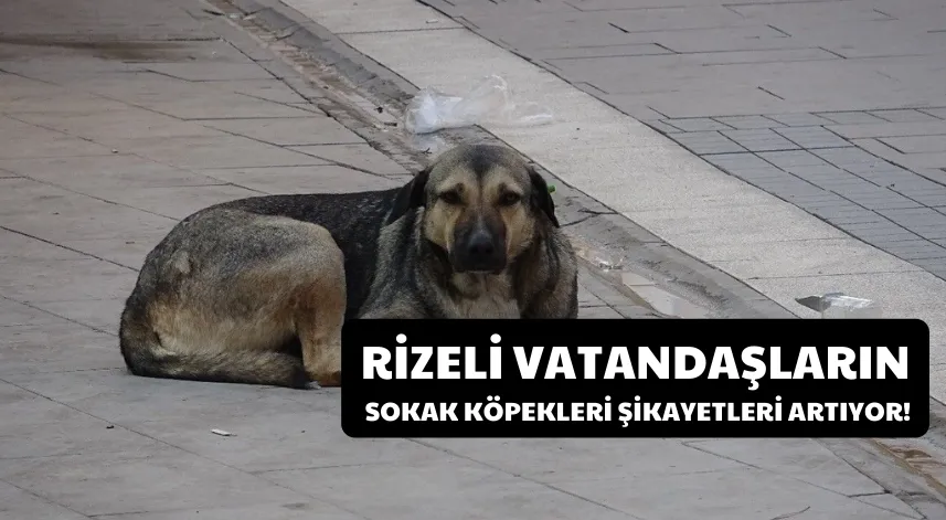 Rizeli vatandaşların sokak köpekleri şikayetleri artıyor!
