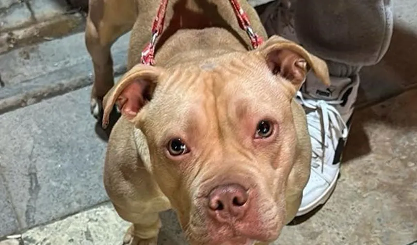 Gümüşhane’de yasaklı ırk köpek gezdiren şahsa 76 bin TL ceza