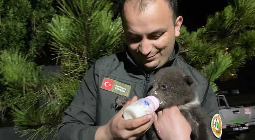 Orman işçilerinin bulduğu ayı yavrusu koruma altına alındı