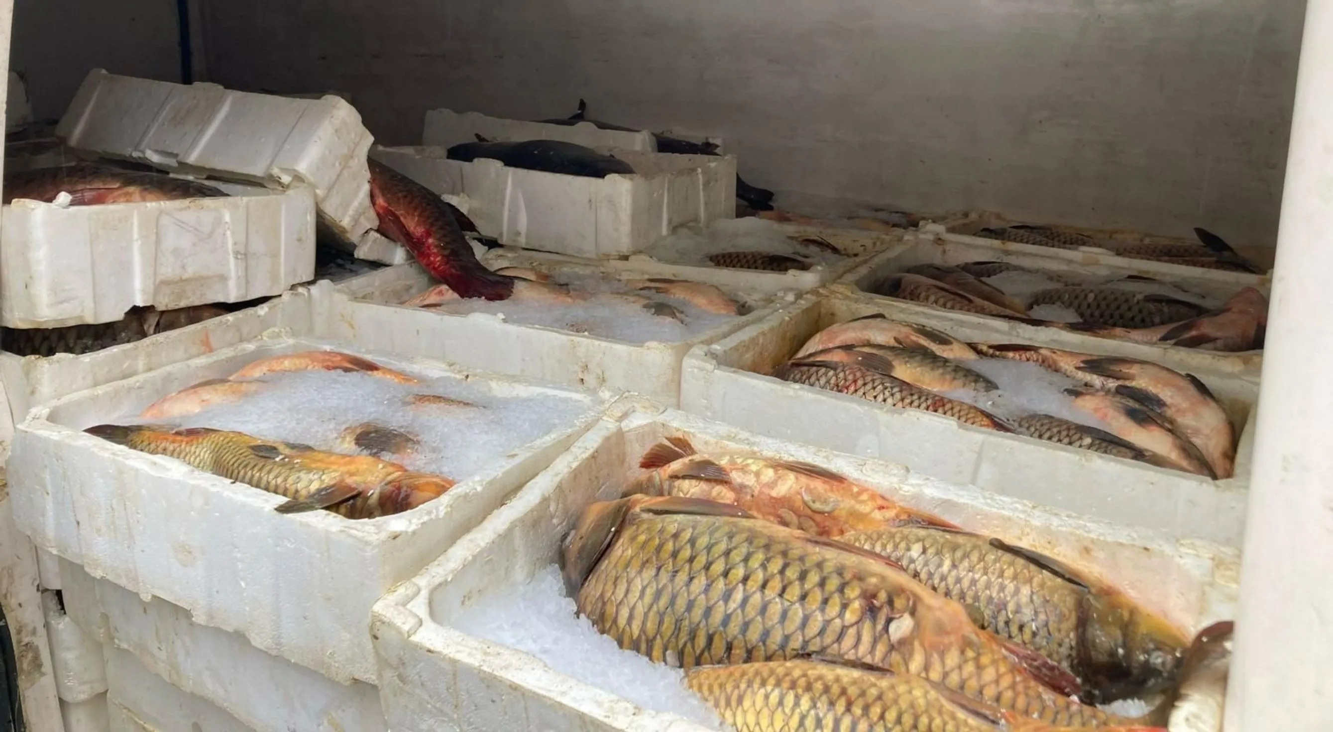 Kaçak avlanan 1,5 ton balık ele geçirildi