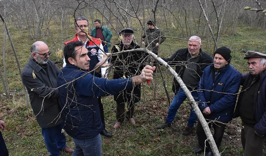 Fındık üretiminde doğru gübreleme verim ve kaliteyi artırıyor