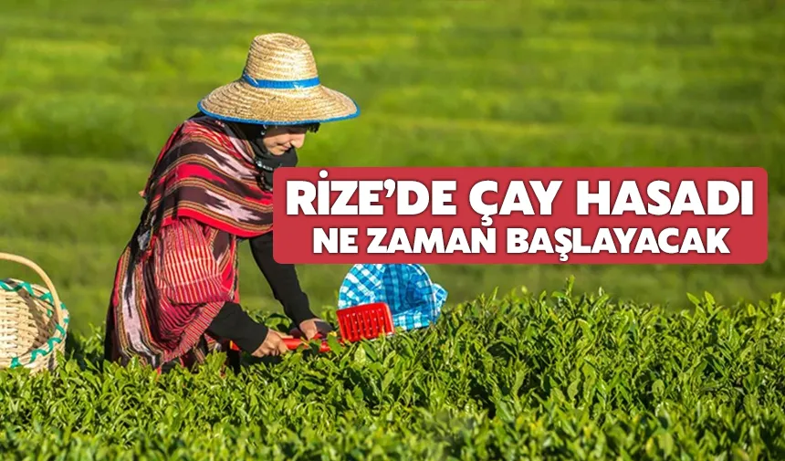 Rize’de yaş çay hasadı ne zaman başlayacak
