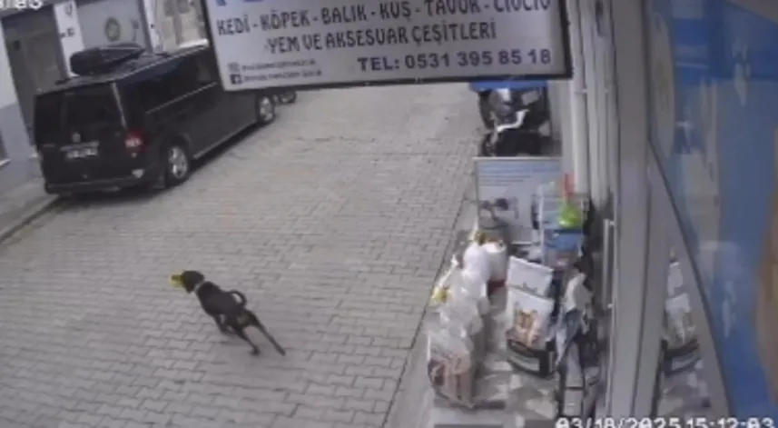 Kediyi kıskanan köpek, mamayı alıp kaçtı