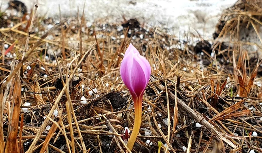 Erzurum'un yükseklerinin bir yanı kar, bir yanı bahar