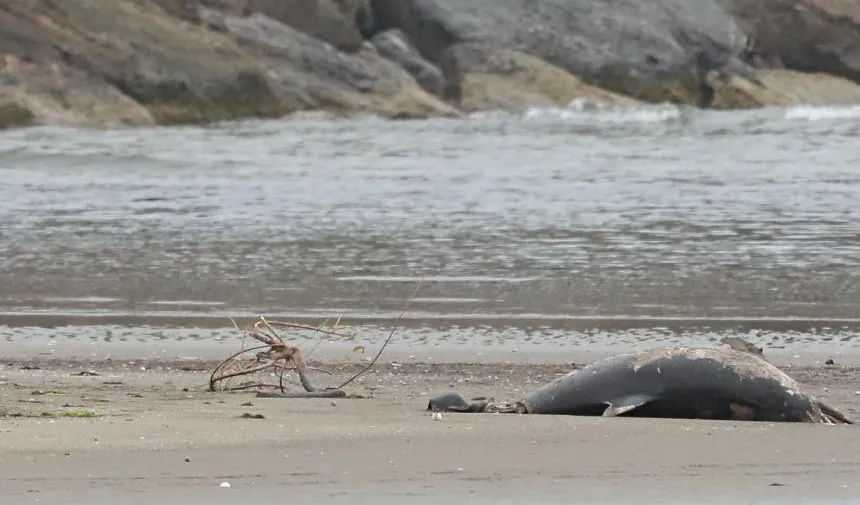 Samsun'da ölü yunus sahile vurdu