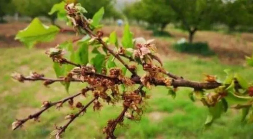 Sert çekirdekli meyve ağaçlarında monilya hastalığı uyarısı