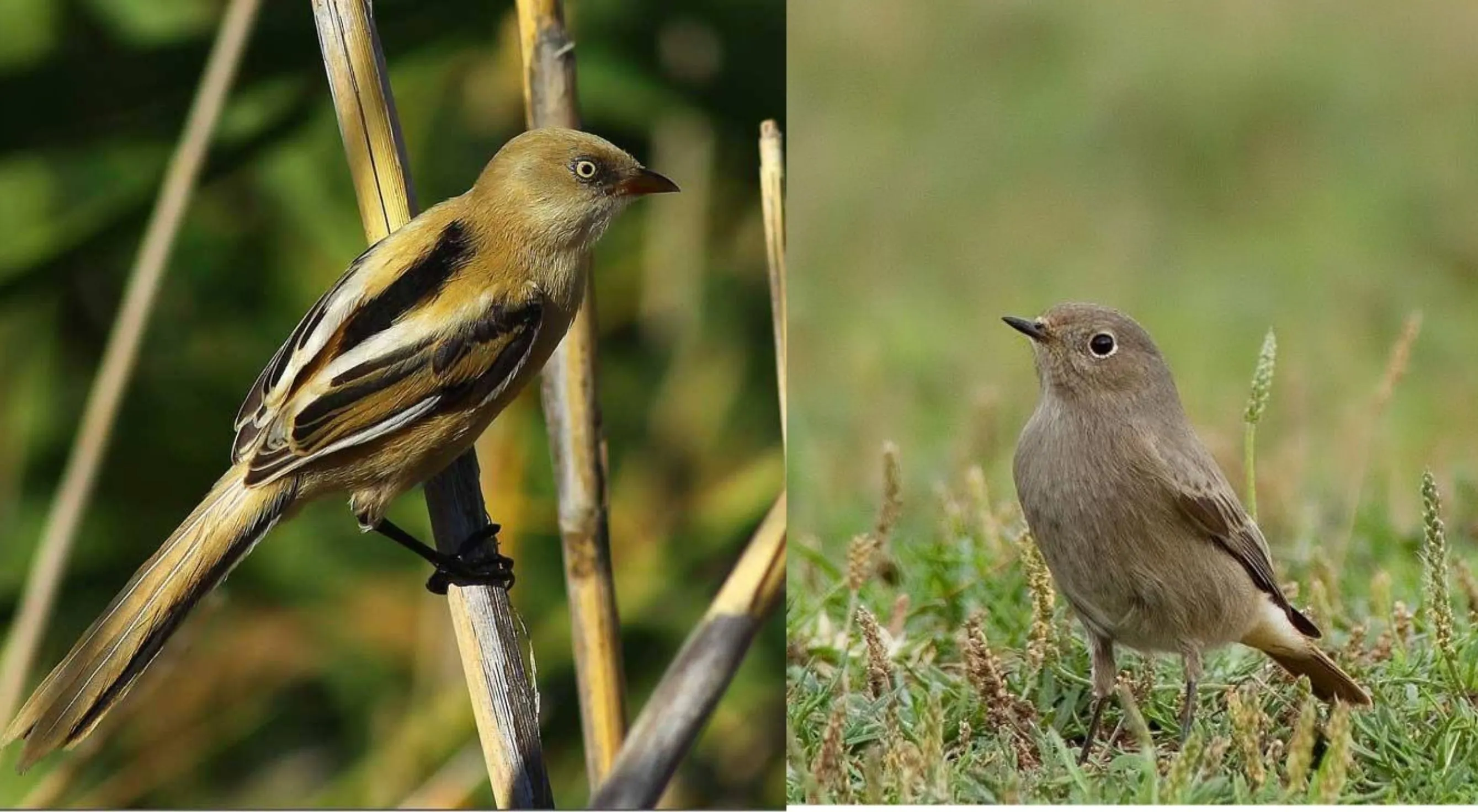 Rize’de bir doğa mucizesi: Dünyanın en önemli kuş alanlarından biri