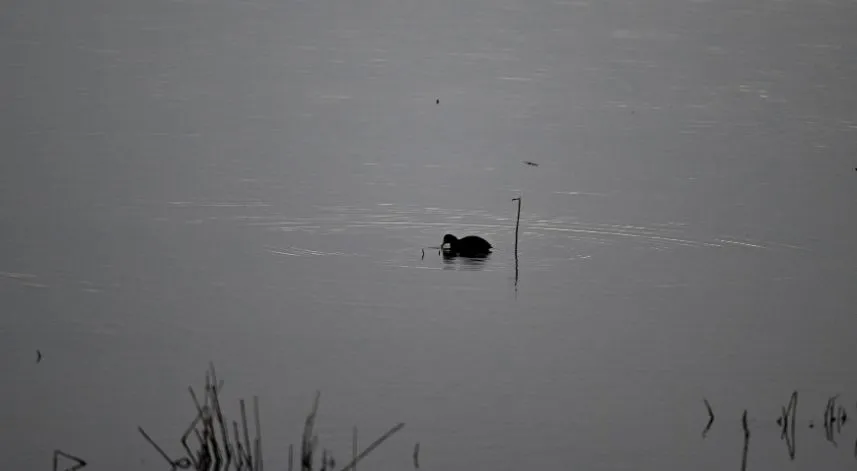 Eriyen karla suya doyan Efteni Kuş Cenneti Gölü ziyaretçilerini ağırlıyor