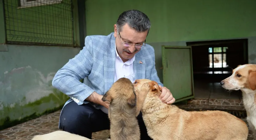 Trabzon Büyükşehir Belediyesi 942 köpeği sahiplendirdi