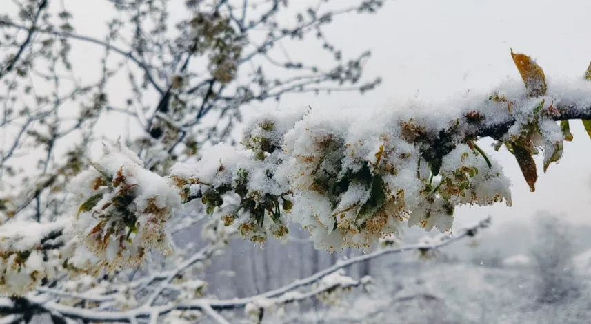 Çanakkale’de kiraz ağaçları beyaza büründü