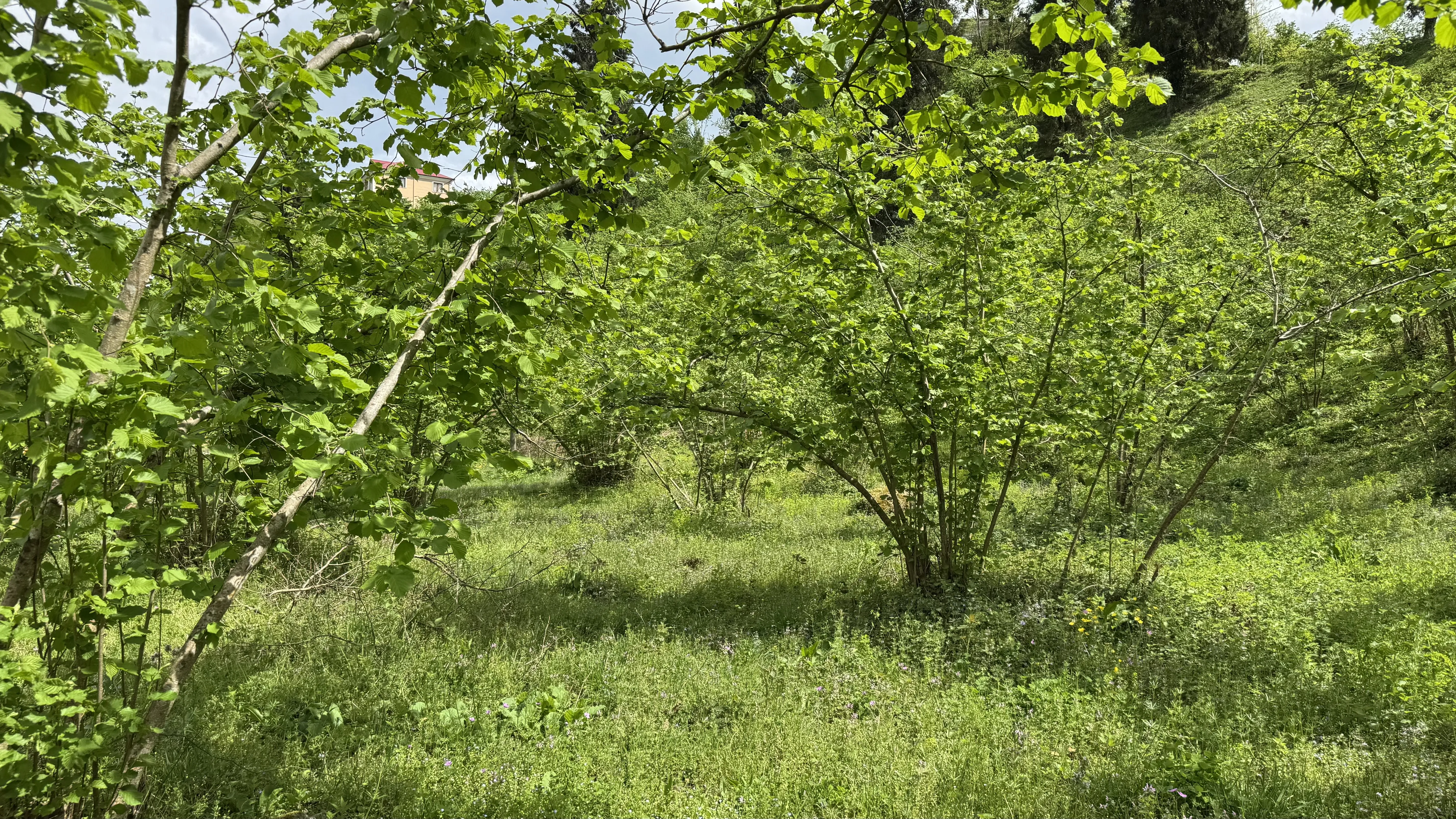  fındık üreticilerinin yeni sezon mesaisi başladı