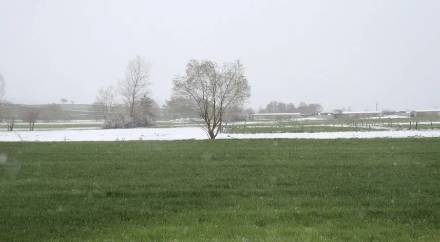 Samsun'da şeker pancarı ekim alanı artırılacak