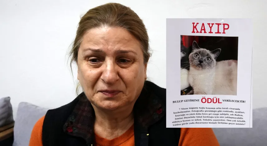 Kayıp kedi ‘Badem’i bulana altın ödülü