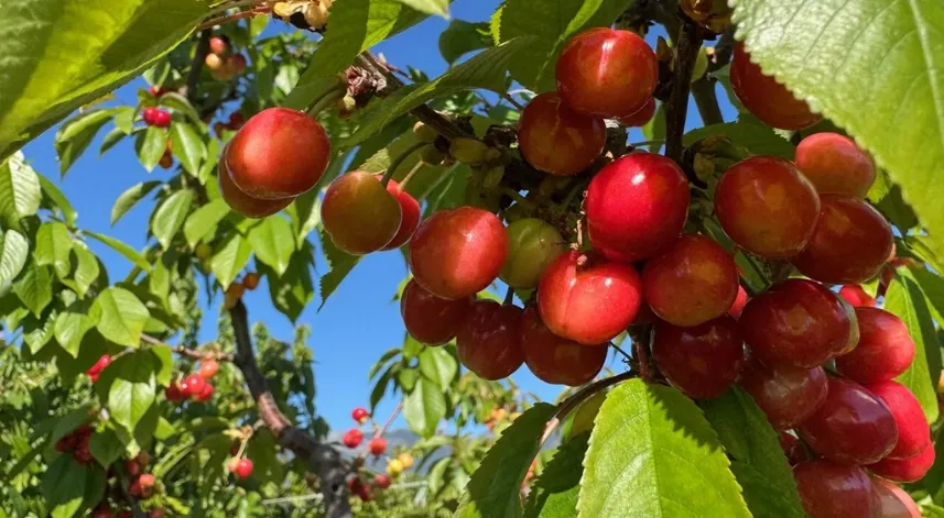 Erkenci kiraz üretim merkezi Manisa'da sezonun ilk hasadı yapıldı