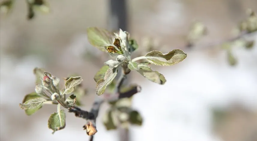 Zirai don, Niğde'deki elma üreticilerini üzdü