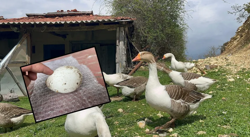 Kaz yumurtası büyük ilgi görüyor