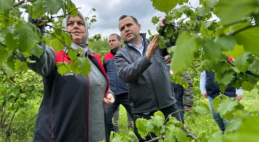 Fındık için hasar tespit çalışması başlatıldı
