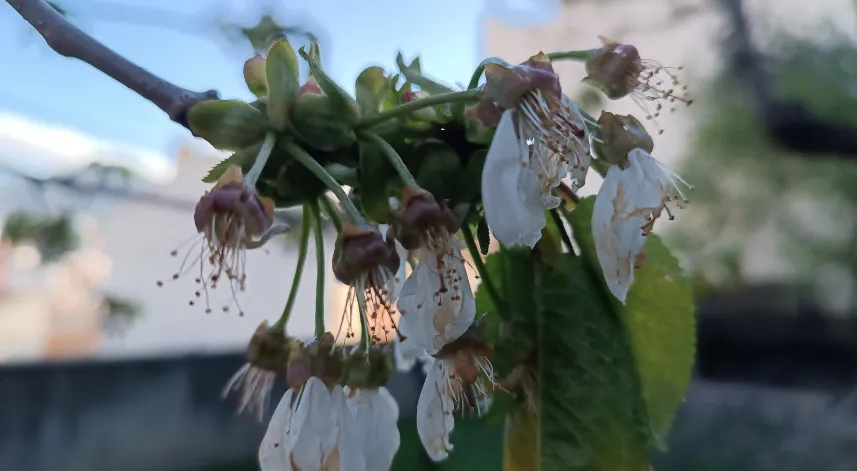 Tosya'da zirai dondan 6 bin 725 dekar alan etkilendi