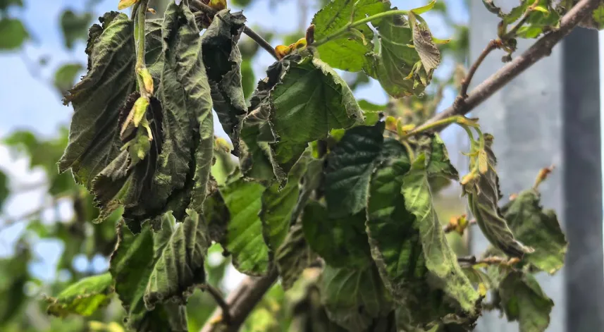 Salıpazarı'nda çiftçiler zirai don endişesi taşıyor